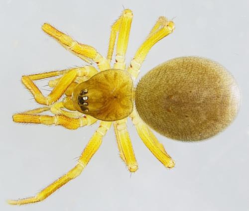 Dismodicus bifrons